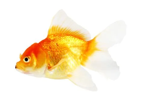 Gold fish. isolation  on the white Stock Photos