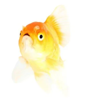 Gold fish. isolation  on the white Stock Photos