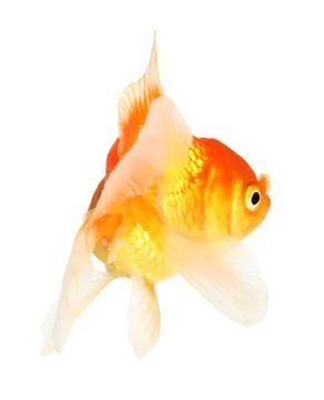 Gold fish. isolation  on the white Stock Photos