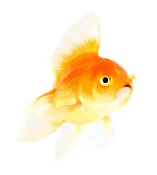 Gold fish. isolation  on the white Stock Photos