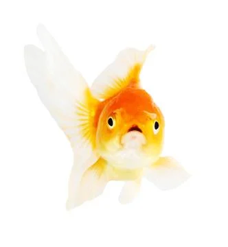 Gold fish. isolation  on the white Stock Photos