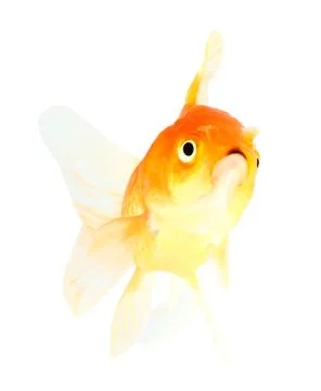 Gold fish. isolation  on the white Stock Photos