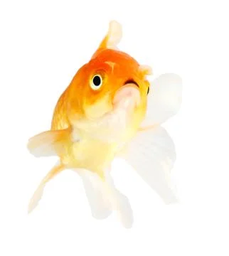 Gold fish. isolation  on  the white Stock Photos
