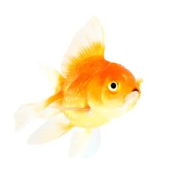 Gold fish. isolation  on the white Stock Photos