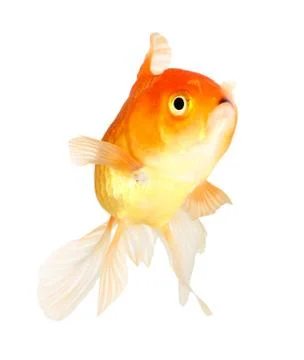 Gold fish. isolation  on  the white Stock Photos