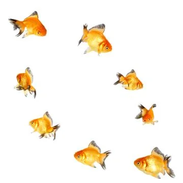 Gold fish. isolation  on the white Stock Photos