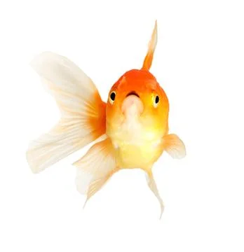 Gold fish. isolation  on  the white Stock Photos