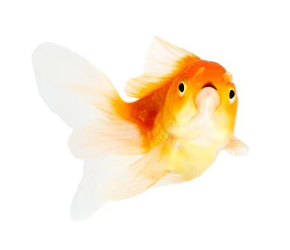 Gold fish. isolation  on  the white Stock Photos