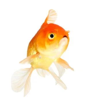 Gold fish. isolation  on  the white Stock Photos
