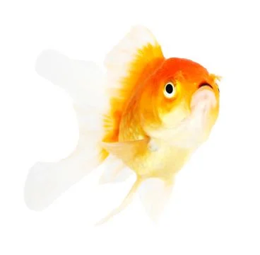 Gold fish. isolation  on the white Stock Photos