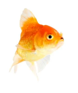 Gold fish. isolation  on  the white Stock Photos