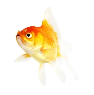 Gold fish. isolation  on the white Stock Photos