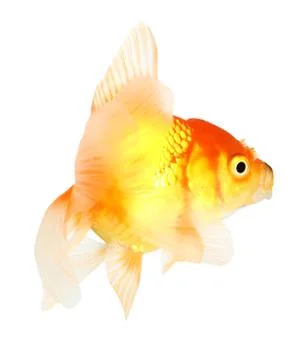 Gold fish. isolation  on the white Stock Photos