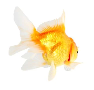 Gold fish. isolation  on  the white Stock Photos