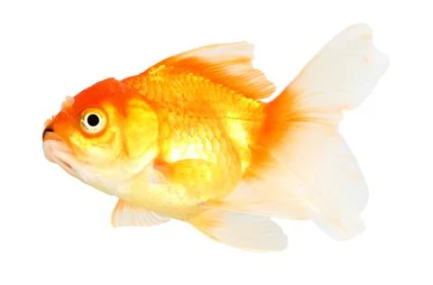 Gold fish. isolation  on  the white Stock Photos