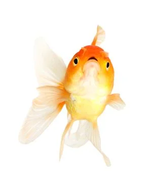 Gold fish. isolation  on  the white Stock Photos