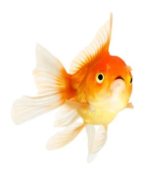 Gold fish. isolation  on  the white Stock Photos