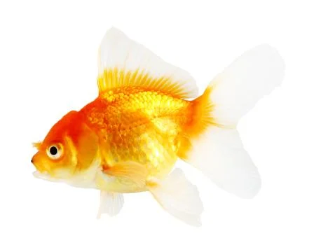 Gold fish. isolation  on the white Stock Photos