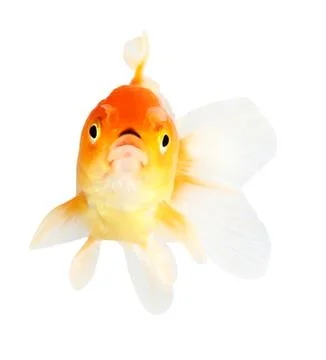 Gold fish. isolation  on  the white Stock Photos