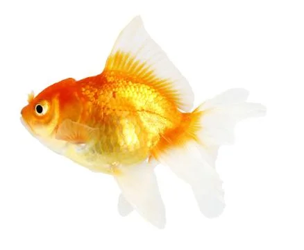 Gold fish. isolation  on the white Stock Photos