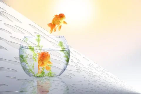 Gold fish jumping Stock Photos