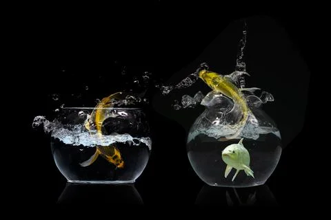 Gold fish jumping Stock-Fotos