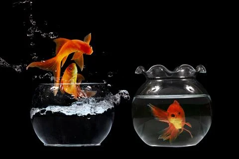 Gold fish jumping Stock Photos