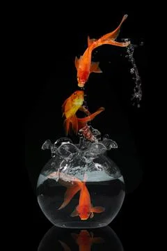 Gold fish jumping Stock Photos