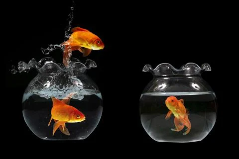 Gold fish jumping Stock Photos