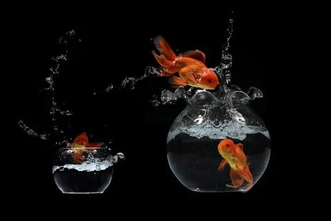 Gold fish jumping Foto stock
