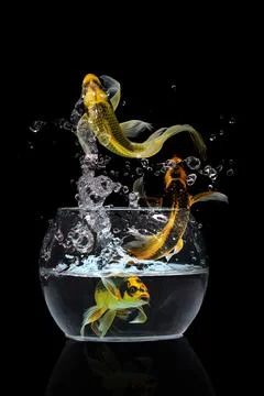 Gold fish jumping Foto stock