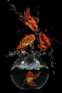Gold fish jumping Stock Photos
