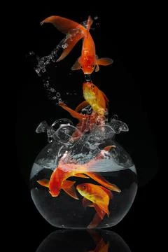 Gold fish jumping Stock Photos