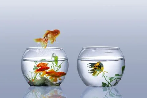 Gold fish jumping Foto stock