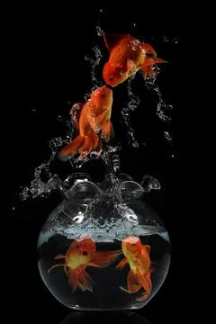 Gold fish jumping Stock Photos