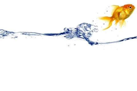 Gold fish jumping Stock Photos