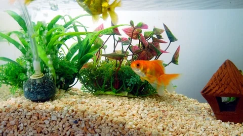 Gold fish or goldfish floating swimming underwater in fresh aquarium tank with g Видео 106479280