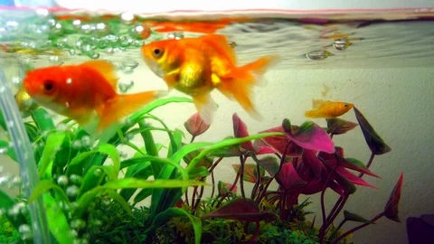 Gold fish or goldfish floating swimming underwater in fresh aquarium tank with g Видео 106480246