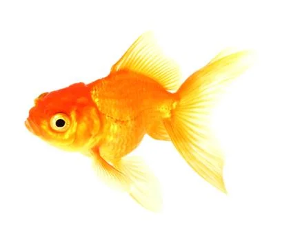 Gold fish Stock Photos