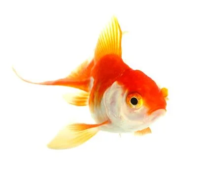 Gold fish Stock Photos