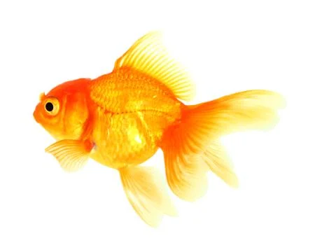 Gold fish. Stock Photos