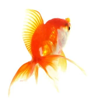 Gold fish. Stock Photos