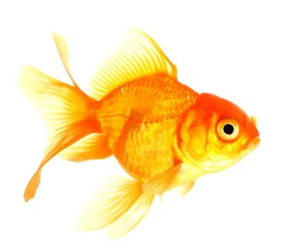 Gold fish. Stock Photos