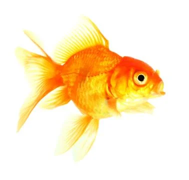 Gold fish. Stock Photos