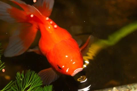 Gold fish. Stock Photos