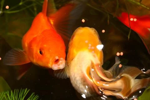 Gold fish. Stock Photos