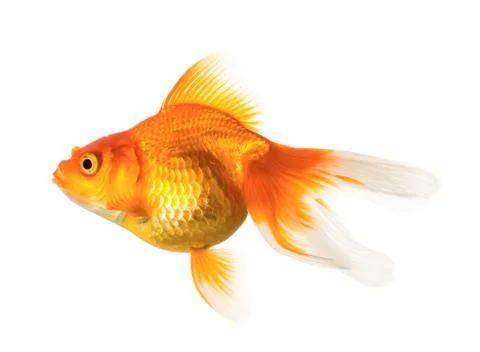 Gold fish Stock Photos