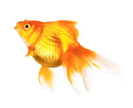 Gold fish Stock Photos