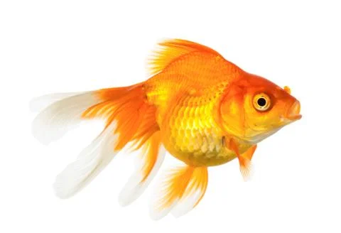 Gold fish Stock Photos