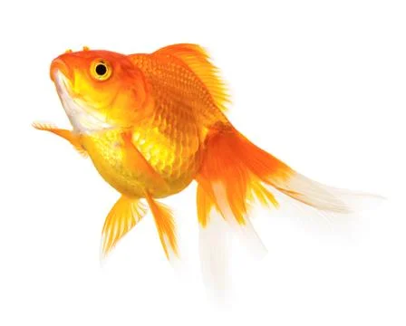 Gold fish Stock Photos